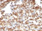  Vimentin (Mesenchymal Cell Marker) Antibody - With BSA and Azide